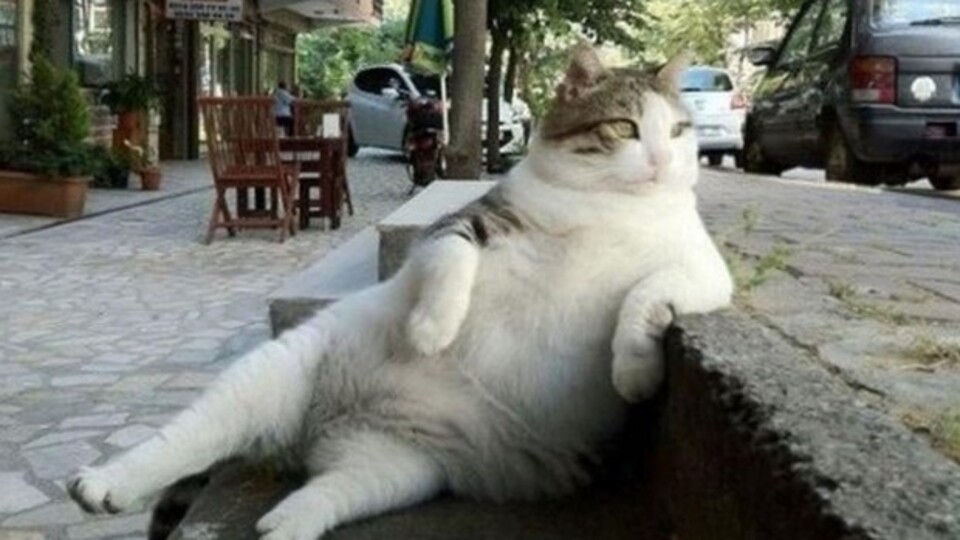 Dünyaca ünlü sosyal medya fenomeni Tombili hayatını kaybetti!