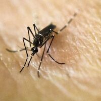 Zika virüsünün bir zararı daha ortaya çıktı