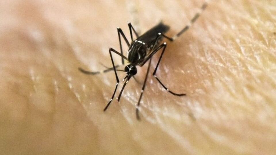 Zika virüsünün bir zararı daha ortaya çıktı