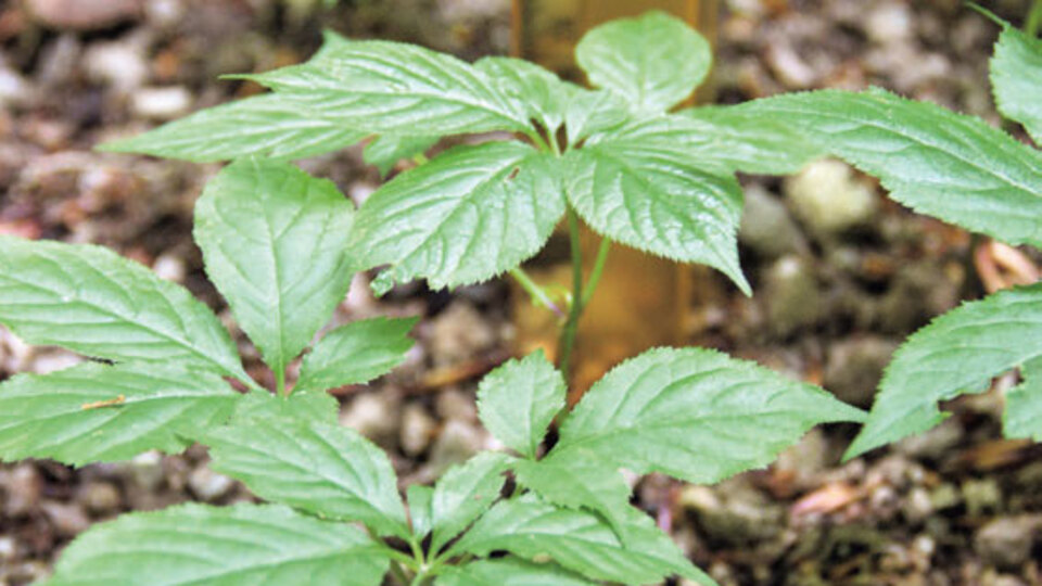 Şifa kaynağı 'Ginseng' Türkiye'de