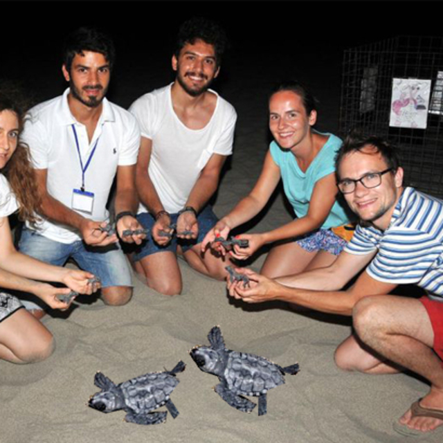 Caretta yavruları Patara'da Akdeniz'le buluşuyor
