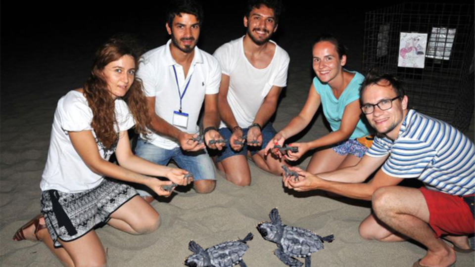 Caretta yavruları Patara'da Akdeniz'le buluşuyor