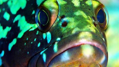 Bu balığı avlayana 1113 lira ceza