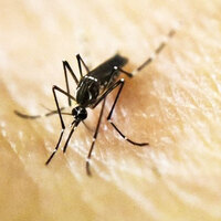 Oğlunu sürekli sinek ısırıyordu! Dünyayı tehdit eden virüse karşı cihaz geliştirdiler!