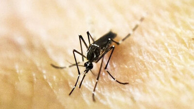 Oğlunu sürekli sinek ısırıyordu! Dünyayı tehdit eden virüse karşı cihaz geliştirdiler!