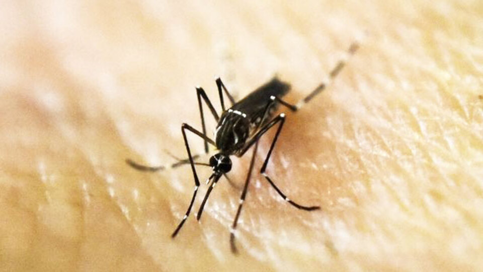 Oğlunu sürekli sinek ısırıyordu! Dünyayı tehdit eden virüse karşı cihaz geliştirdiler!