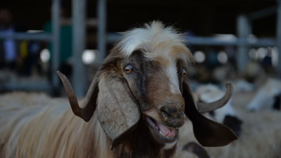 Kurban gelenek mi yoksa ibadet mi?