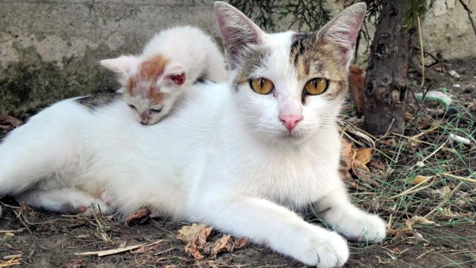 Hayvanları üzenleri şikayet edin
