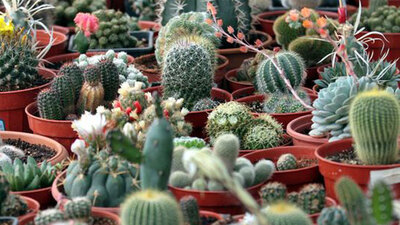 Kaktüs odayı radyasyondan arındırır mı?