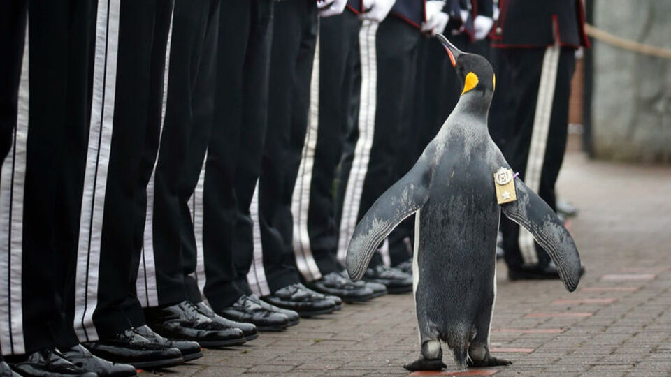 Norveç Kraliyet Muhafızı Alayı mensubu penguen generalliğe terfi etti