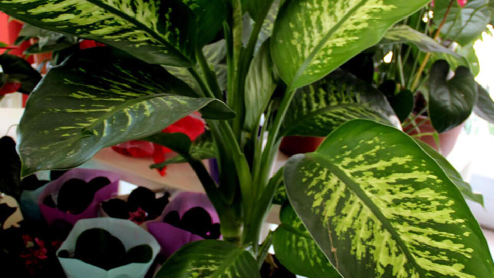 Hemen hemen her evde var!