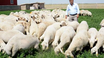 Kurbanlık fiyatları ne kadar?