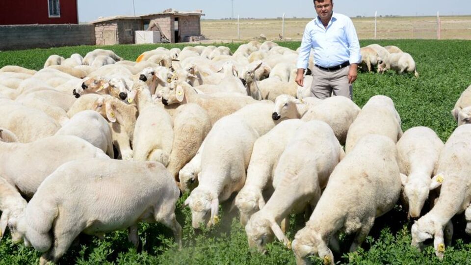 Kurbanlık fiyatları ne kadar?