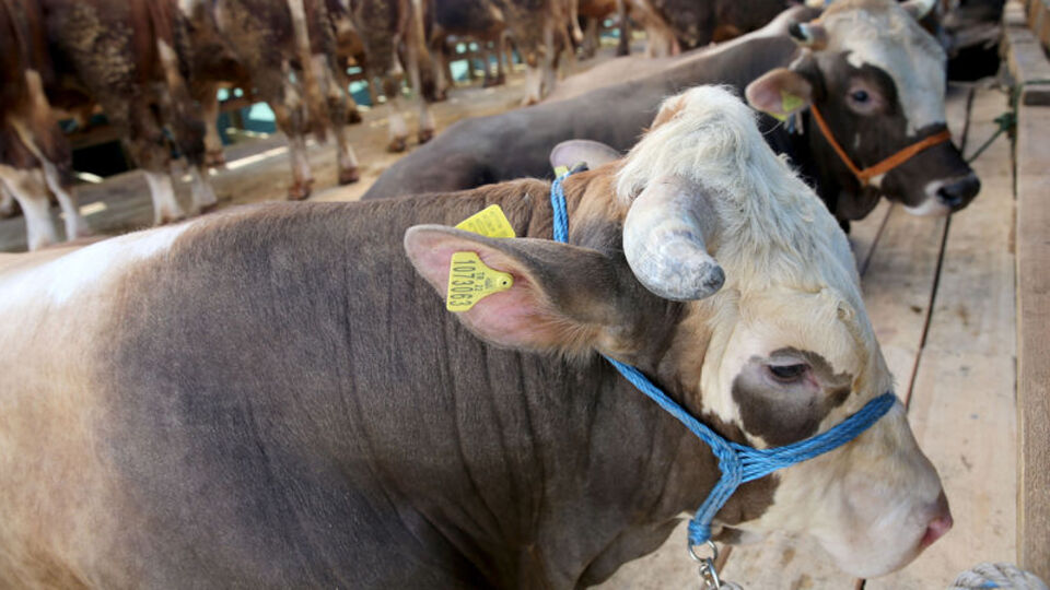 Kurban kesmek kimlere farzdır?
