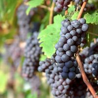 Bu meyveleri bol bol tüketin!