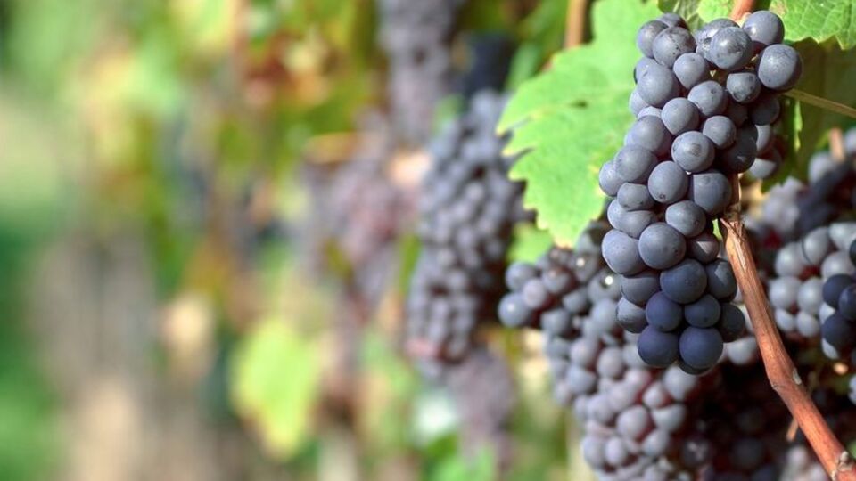 Bu meyveleri bol bol tüketin!