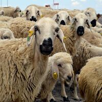 Besiciler Kurban Bayramı'ndan umutlu