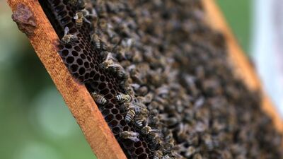 Milyonlarca bal arısını yanlışlıkla öldürdüler!