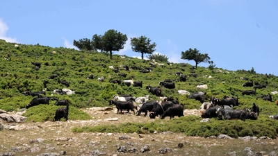 Bitlis'te hayvan otlatma kavgası: 2 ölü, 4 yaralı