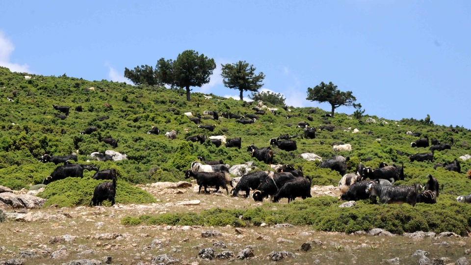 Bitlis'te hayvan otlatma kavgası: 2 ölü, 4 yaralı