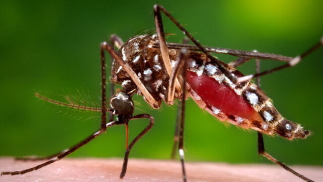 Asya ve Afrika'da zika riski