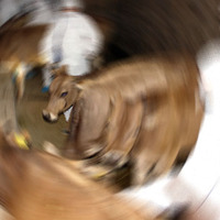 Kurban Bayramı'nda şarbona dikkat!