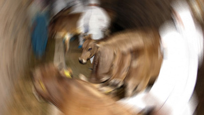 Kurban Bayramı'nda şarbona dikkat!