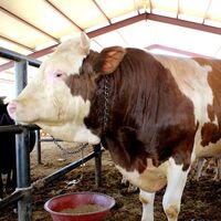 Kurban kesecekler dikkat!