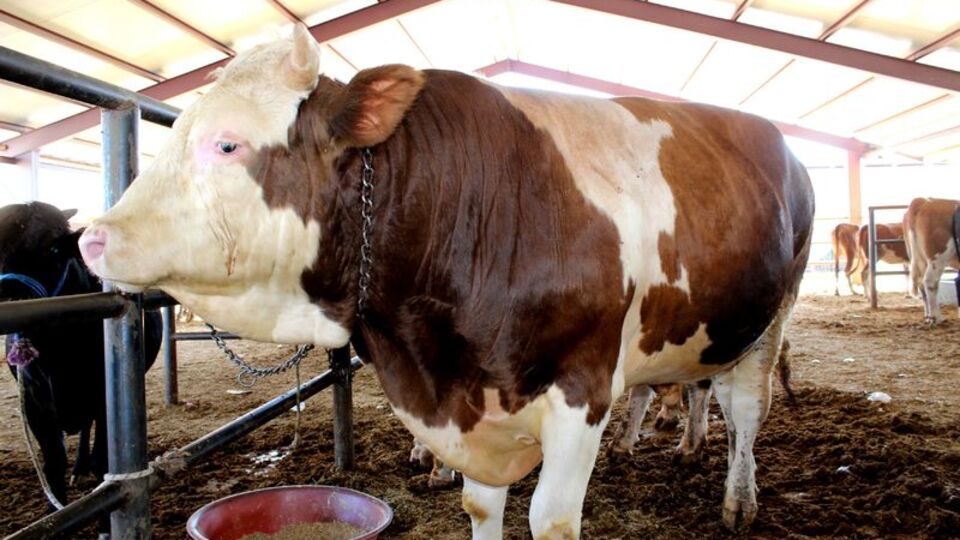 Kurban kesecekler dikkat!