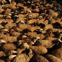 Kurban tekbiri nasıl getirilir?