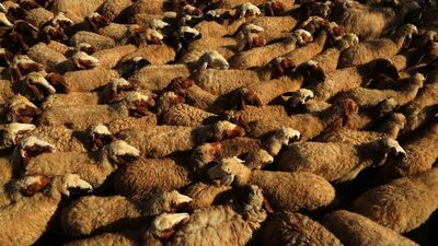 Kurban tekbiri nasıl getirilir?