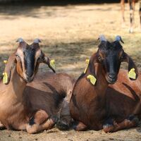 Kurban keserken yaralanmayın!