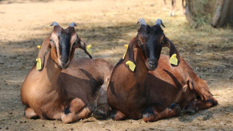 Kurban keserken yaralanmayın!