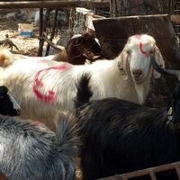 Onu sakın strese sokmayın! Yoksa...