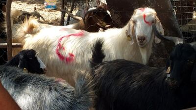 Onu sakın strese sokmayın! Yoksa...