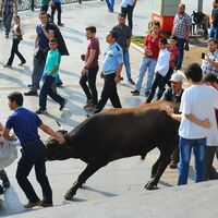Kaçan kurbanlık boğa AVM'de yakalandı