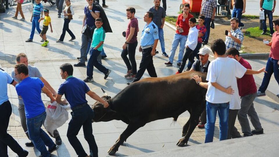 Kaçan kurbanlık boğa AVM'de yakalandı