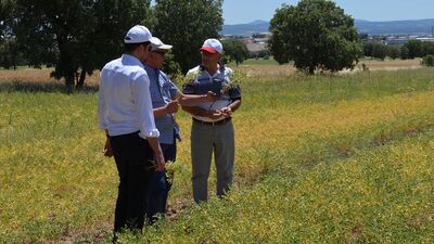 Nohut nükleer teknikle kurtarılacak