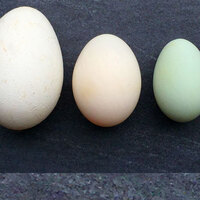 Yumurtayı büyük mü almalı küçük mü?