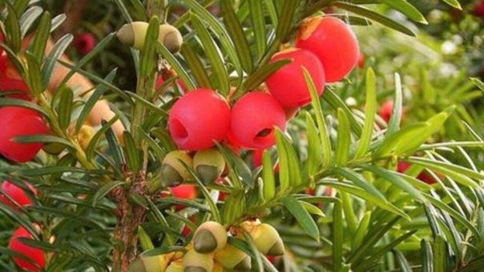 Maçka Parkı'nda ağaçtan meyve yedi, öldü