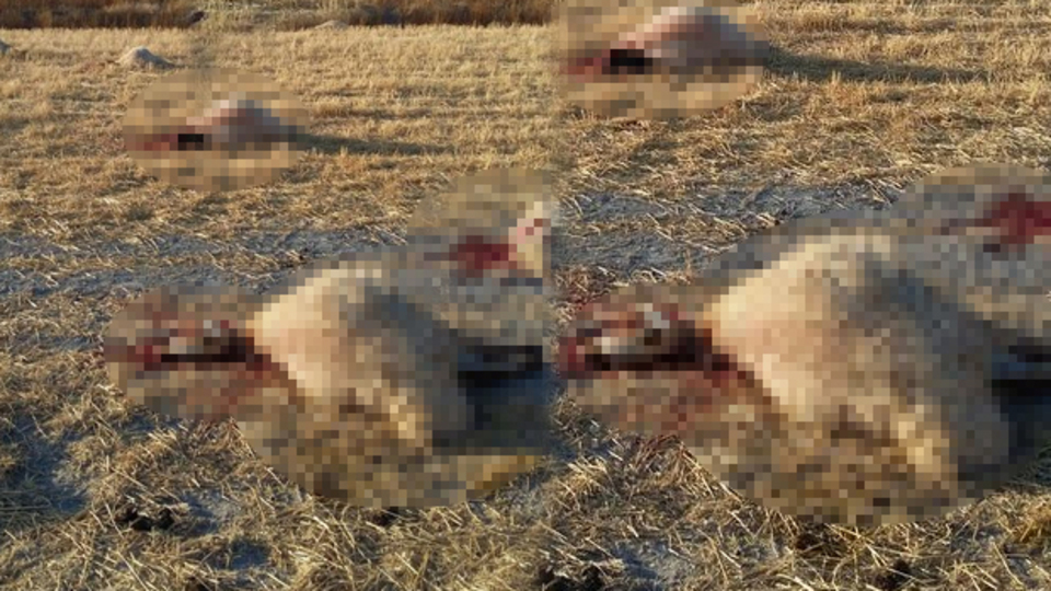 Vahşet! Zehirli yemle telef edildiler