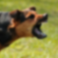 Tabela asıldı, bölge karantinaya alındı