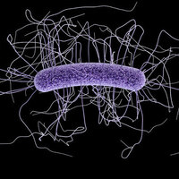 Vücudumuzda 90 trilyon mikrop taşıyoruz!