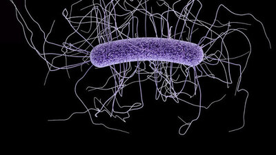 Vücudumuzda 90 trilyon mikrop taşıyoruz!