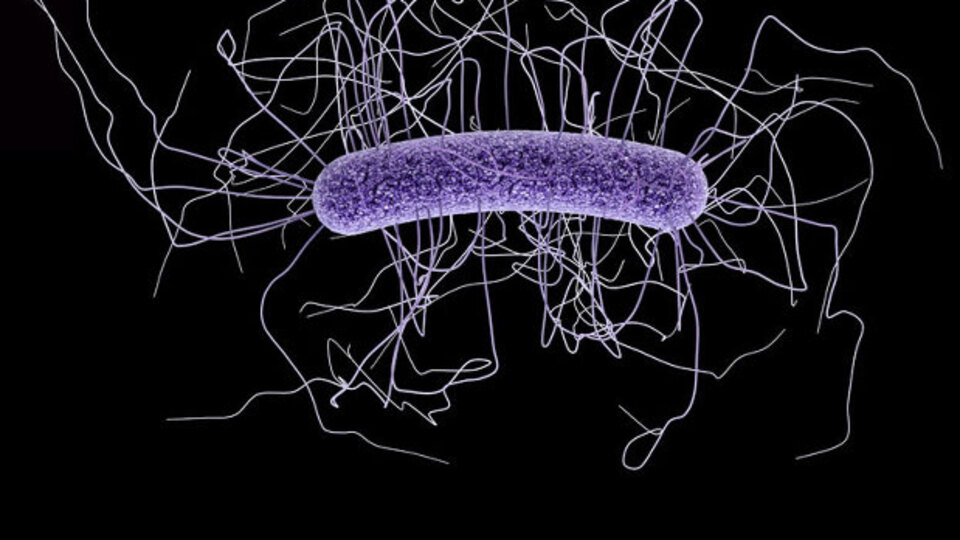 Vücudumuzda 90 trilyon mikrop taşıyoruz!