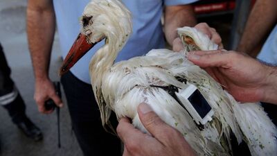 2 bin 600 kilometre uçtu, Mersin'de vuruldu!
