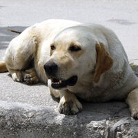 Osmaniye'de kuduz alarmı!