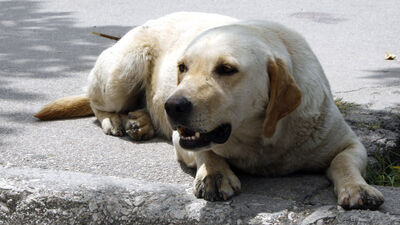 Osmaniye'de kuduz alarmı!