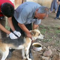 Dikkat kuduz yüzde 100 öldürüyor!