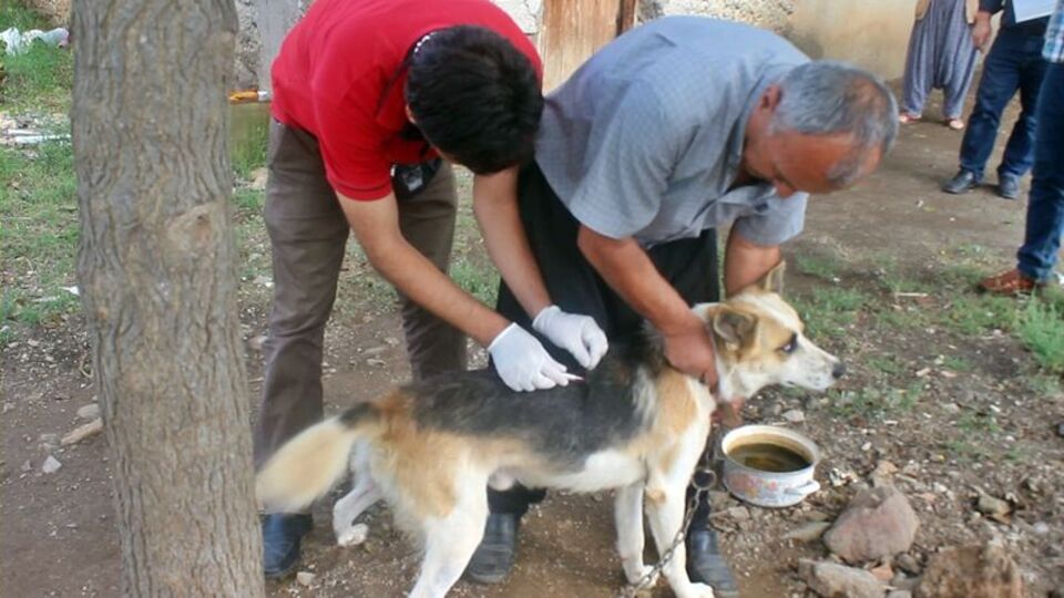 Dikkat kuduz yüzde 100 öldürüyor!